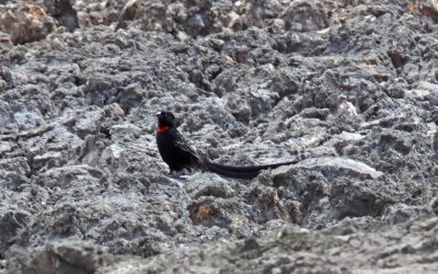 Red-collared Widowbird - male_0362.jpg
