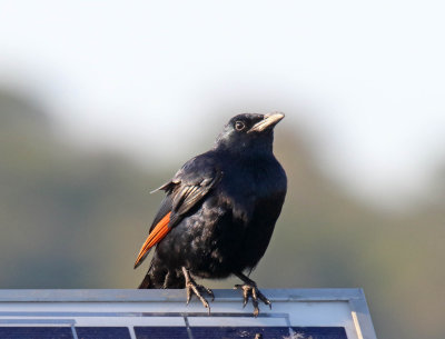 Red-winged Starling - male_4048.jpg