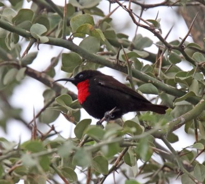 Scarlet-chested Sunbird - male_1195.jpg