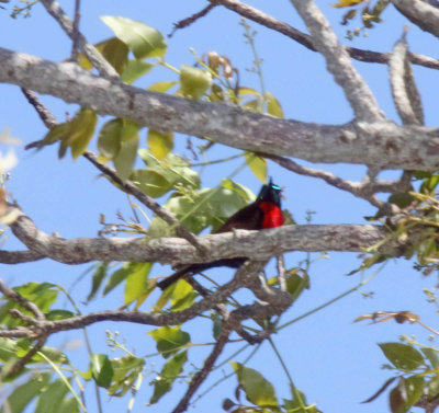 Scarlet-chested Sunbird - male_3269.jpg