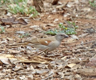 Southern Gray-headed Sparrow_9033.jpg