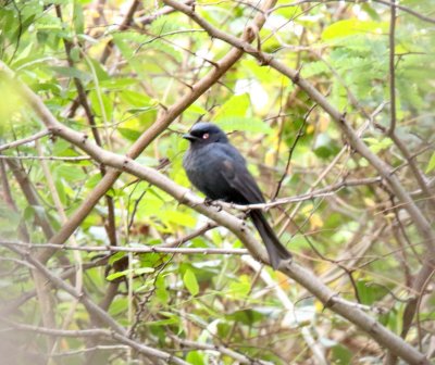 Square-tailed Drongo_8608.jpg