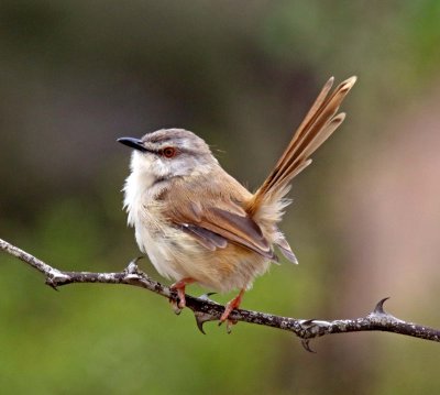 Cisticolas