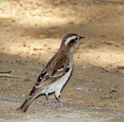 Yellow-throated Bush Sparrow_5057.jpg
