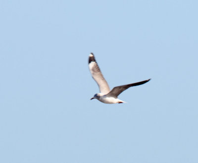 Gray-headed Gull - adult_2136.jpg