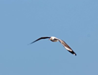 Gray-headed Gull - adult_2150.jpg