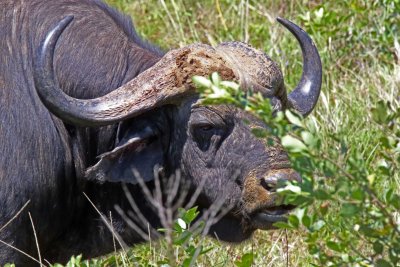 African Buffalo - detail_3175.jpg