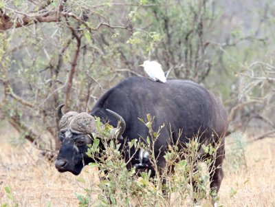 African Buffalo_2847.jpg