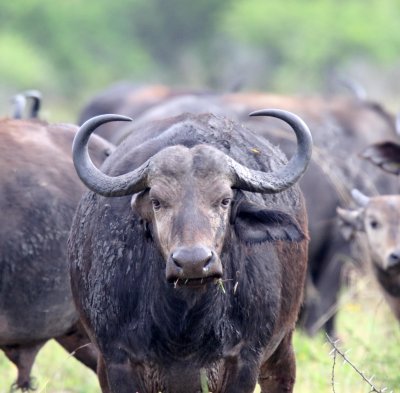 African Buffalo_7645.jpg