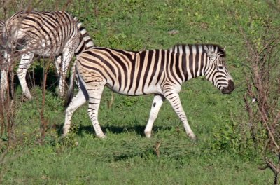 Plains Zebra_4182.jpg