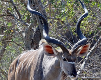 Kudu - male_0548.jpg