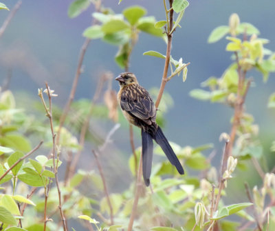 Red-collared Widowbird - juvie male_5723.jpg