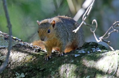 Natal Red Bush Squirrel_3530.jpg