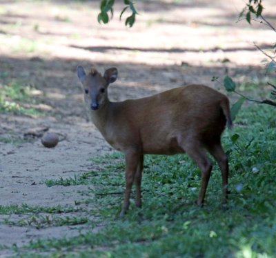 Red Duiker_356.jpg