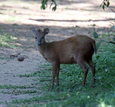 Red Duiker_356.jpg