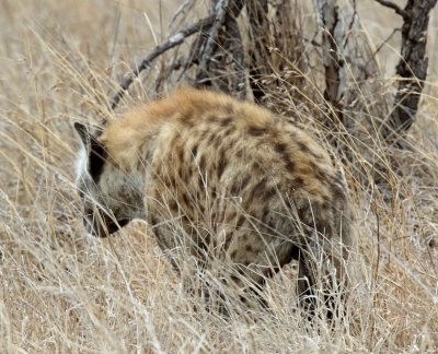 Spotted Hyena_3871.jpg