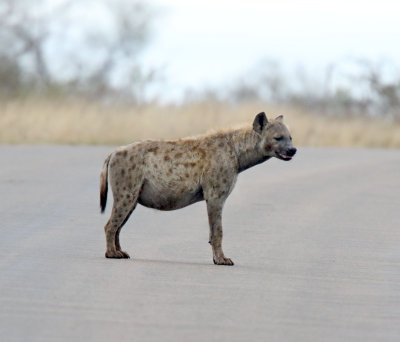 Spotted Hyena_4306.jpg