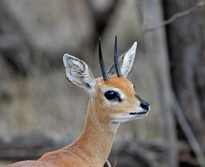Steenbok - male_2278.jpg