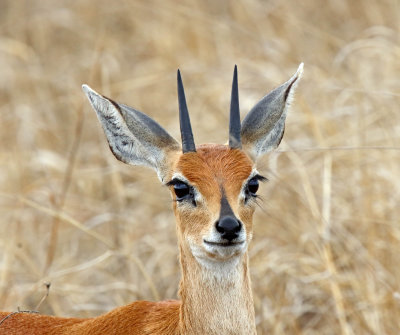 Steenbok - male_4641.jpg