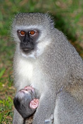 Vervet Monkey and baby_5254.jpg