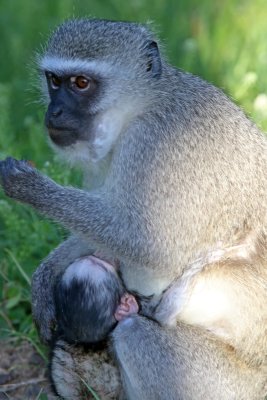 Vervet Monkey and newborn_5234.jpg