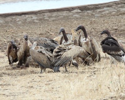 Vultures at carcass_4795.jpg