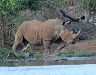 Rhinoceroses