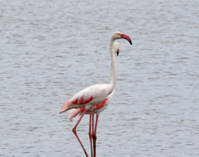 Greater Flamingo_8069.jpg