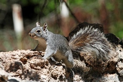 Arizona Gray Squirrel_9767.jpg