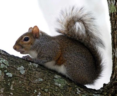 Eastern Gray Squirrel_2743.jpg
