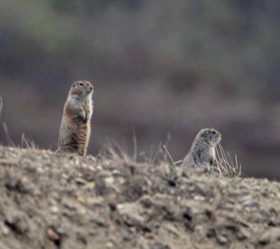 Arctic Ground Squirrel_2058.jpg