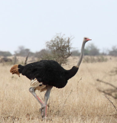 #59 Common Ostrich - male_3956.jpg