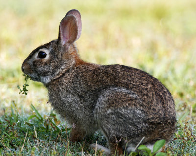 Eastern Cottontail_8782.jpg