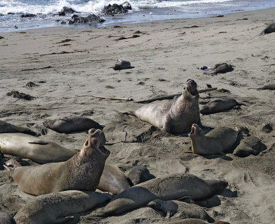 True Seals