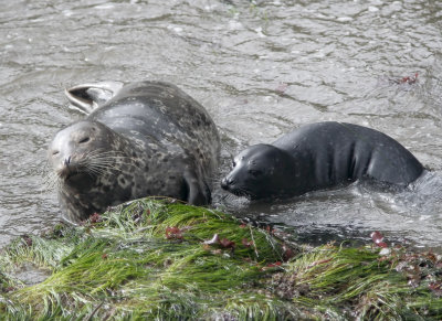 Harbor Seals_4001.jpg