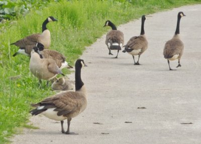 Canadian geese on land