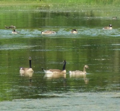 Canadian goose with gosling