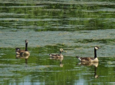 Canandian goose and gosling 2