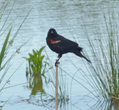 Red winged black bird in reeds