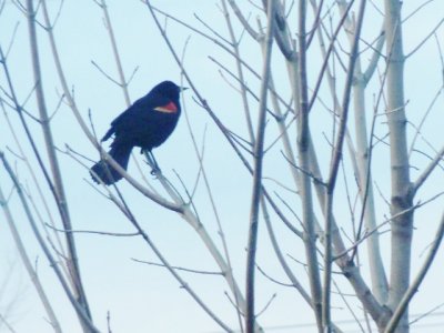 Red winged black bird in tree