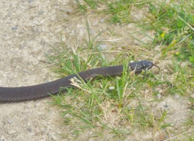Snake in grass 
