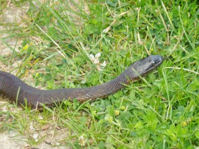 Snake in grass 2
