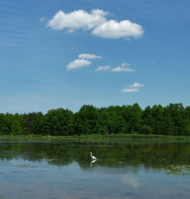 White egrit on lake