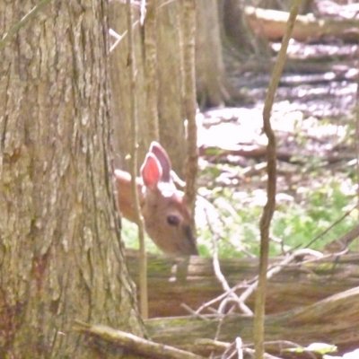 White tailed deer