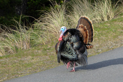 Wild Turkey