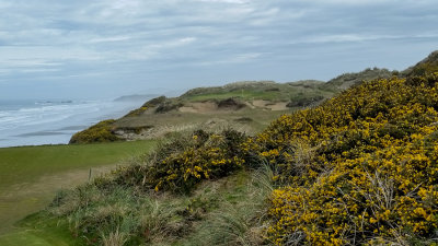 Pacific Dunes #11