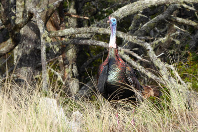 Wild turkey