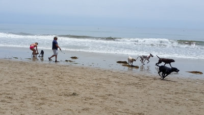 Dogs on the beach