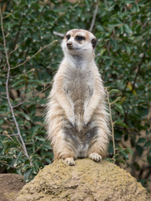 Meerkat