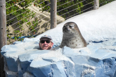 Seal and friend